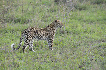 Wild female leopard in the South African savanna at sunset