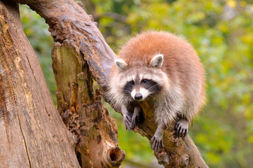 relaxter Waschbär