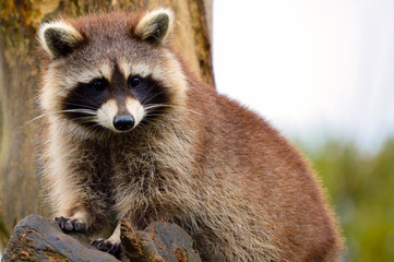 niedlicher Waschbär