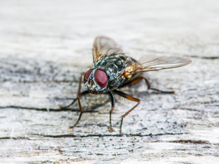 Ugly Meat Fly Insect On Wooden Wall