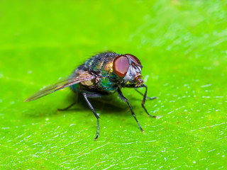 Ugly Drosophila Fruit Fly Insect On Green Leaf