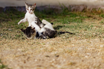 Fototapeta premium homeless kittens playing in the street