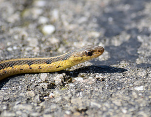 Garter Snake