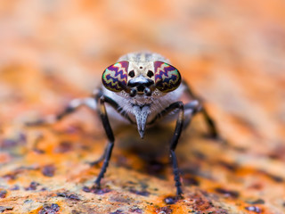 Horsefly Diptera Insect Macro
