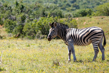 Zebra standing in the field