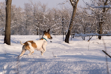 Fototapeta na wymiar A dog on a winter hunt, in search of a trace, a breed of fox terrier