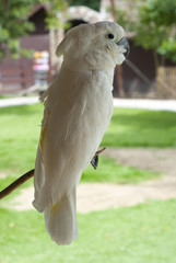 Cockatoo is hanging branches.