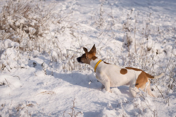 A dog on a winter hunt, takes a trail, a breed of fox terrier