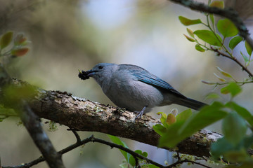 Bird in natural habitat:Tangara sayaca on background out of focus.