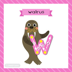 Letter W lowercase cute children colorful zoo and animals ABC alphabet tracing flashcard of Happy Walrus for kids learning English vocabulary and handwriting vector illustration.