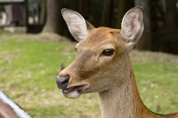 Cerbiatto al parco di Nara in giappone