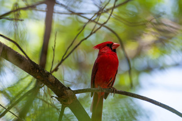 North American Cardinal