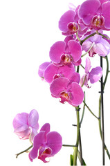 beautiful pink orchid isolated on white background