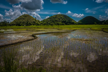 Fototapeta na wymiar Chocolate hills and rice fields in Cebu, Philippines