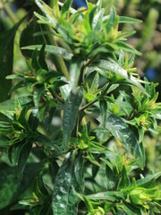 pink red  yellow roses in house garden - Gartenrosen im Hausgarten