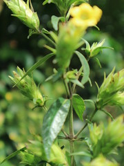 pink red  yellow roses in house garden - Gartenrosen im Hausgarten