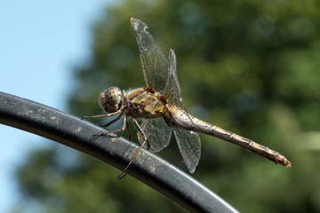 Common darter resting on a metal bar in an English garden