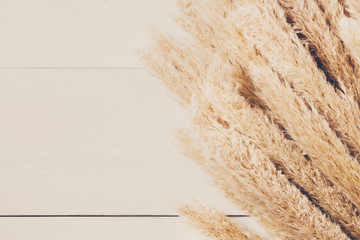 Dried fluffy cattail flower background on white wood, Top view.