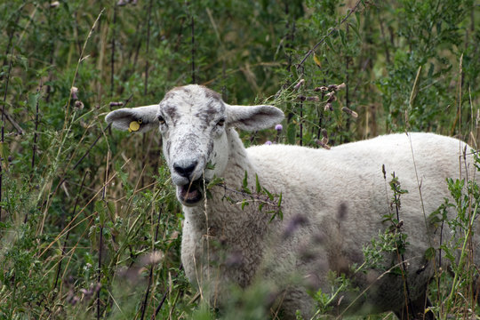 A shhep in a field eating the nettles