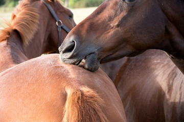 Just a little nibble. One horse is grooming another using its teeth.