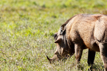 Warthog eating on grass