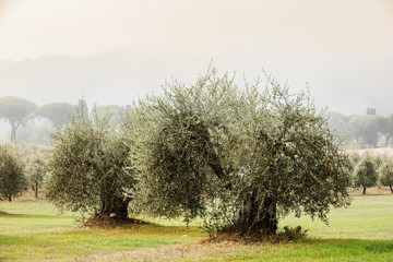 Oude olijfbomen, herfsttijd in Toscane, Italië