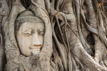 Buddha Head in Ayutthaya, Thailand.
