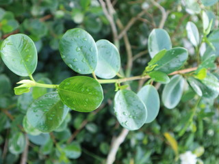 pink red roses in house garden - Gartenrosen im Hausgarten