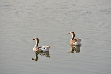 swimming duck in gadisar lake jaisalmer india