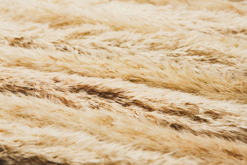 Dried fluffy cattail flower texture background