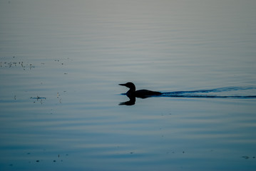 Loon Silohuette