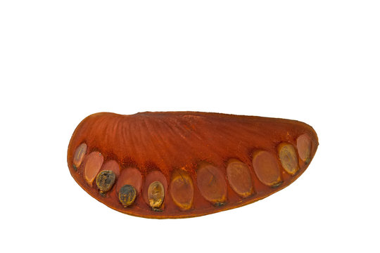 Seeds Tree( Iron wood, Irul, Jamba, Pyinkado,Xylia xylocarpa) isolated on white background.Saved with clipping path.