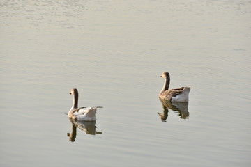 swimming duck in gadisar lake jaisalmer india