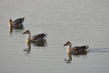swimming duck in gadisar lake jaisalmer india