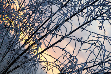 Frozen branches against the sky
