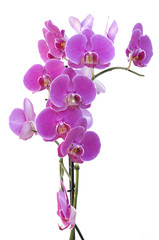 Naklejka na ściany i meble beautiful pink orchid isolated on white background