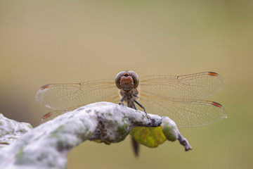 Gefleckte Heidelibelle - Gesicht