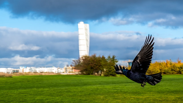 Majestic crow taking off