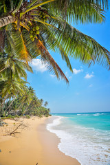 Obraz na płótnie Canvas nice landscape with the ocean and palm trees