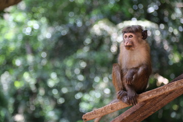 monkey in srilanka