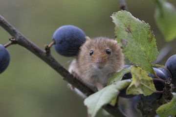harvest mouse, mice close up portrait with blurred background on thistle, corn, berry and sloes