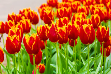 Group of red tulips in the park.