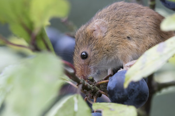 harvest mouse, mice close up portrait with blurred background on thistle, corn, berry and sloes