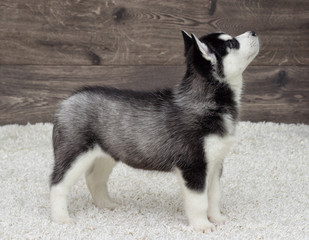Obraz premium Siberian Husky puppy looking