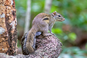 Obraz premium Beautiful of Menetes berdmorei (Indochinese ground squirrel, Berdmore's ground squirrel , Burmese Striped Squirrel , Tamiops mcclellandii) on branch in Doi Inthanon Natural Park, Chiangmai ,Thailand