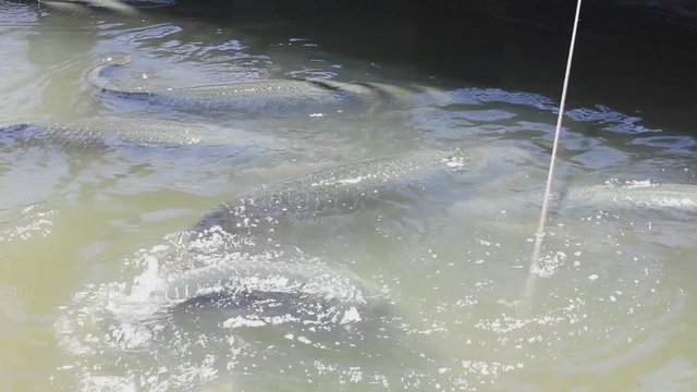 Feeding mackerel fish to arapaima fish in pond.