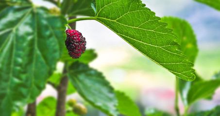 ripe mulberry berry on the branches of a tree