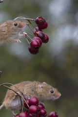 harvest mouse, mice close up portrait with blurred background on thistle, corn, berry and sloes