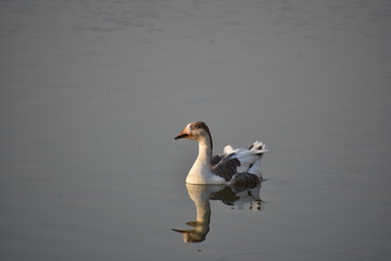 swimming duck in gadisar lake jaisalmer india