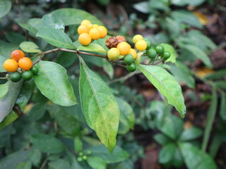 pink red roses in house garden - Gartenrosen im Hausgarten